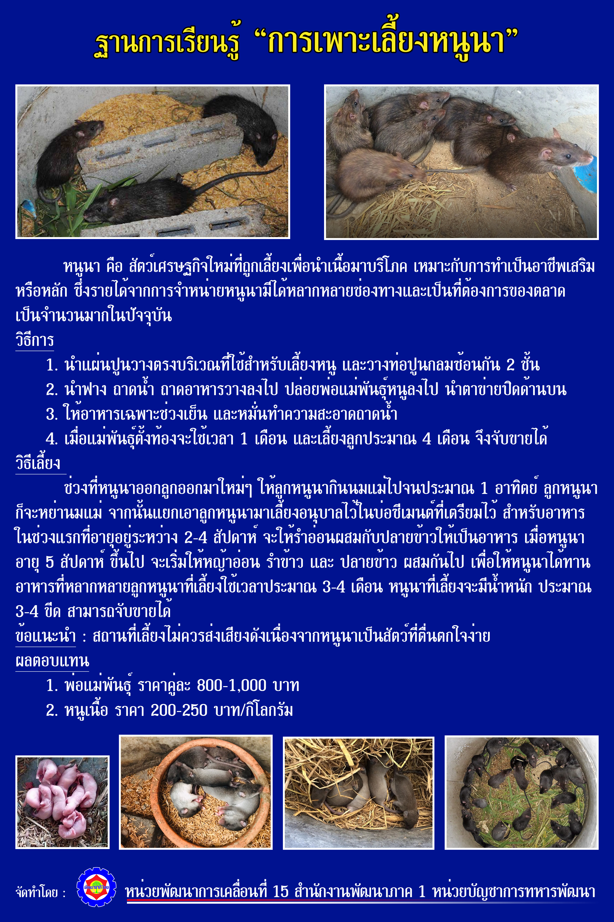 15. การเพาะเลี้ยงหนูนา